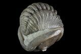 Wide, Enrolled Flexicalymene Trilobite - Ohio #72043-3